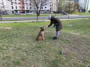 komenda zostaw pies, jak nauczyć komendy zostaw