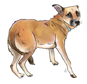 Konsultacja behawioralna Warszawa